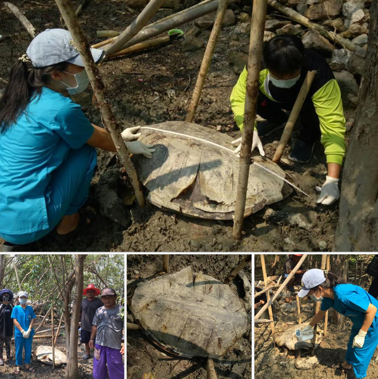 พบซากเต่าตนุ ลอยติดรากไม้ในป่าชายเลนขุนสมุทรจีน