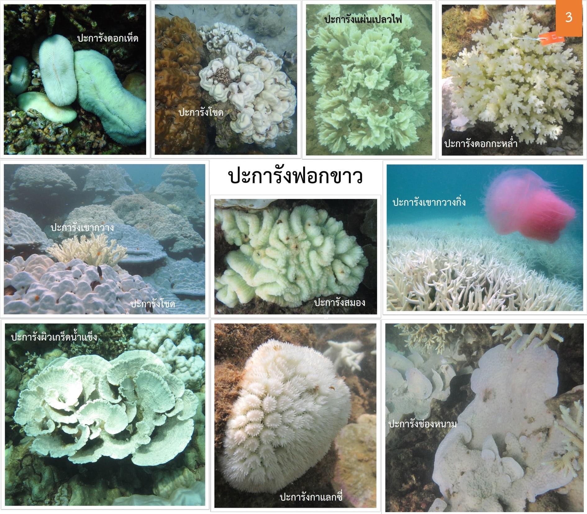 ถ้าน้ำทะเลร้อนมากๆ ปะการังจะฟอกขาวละทีนี้