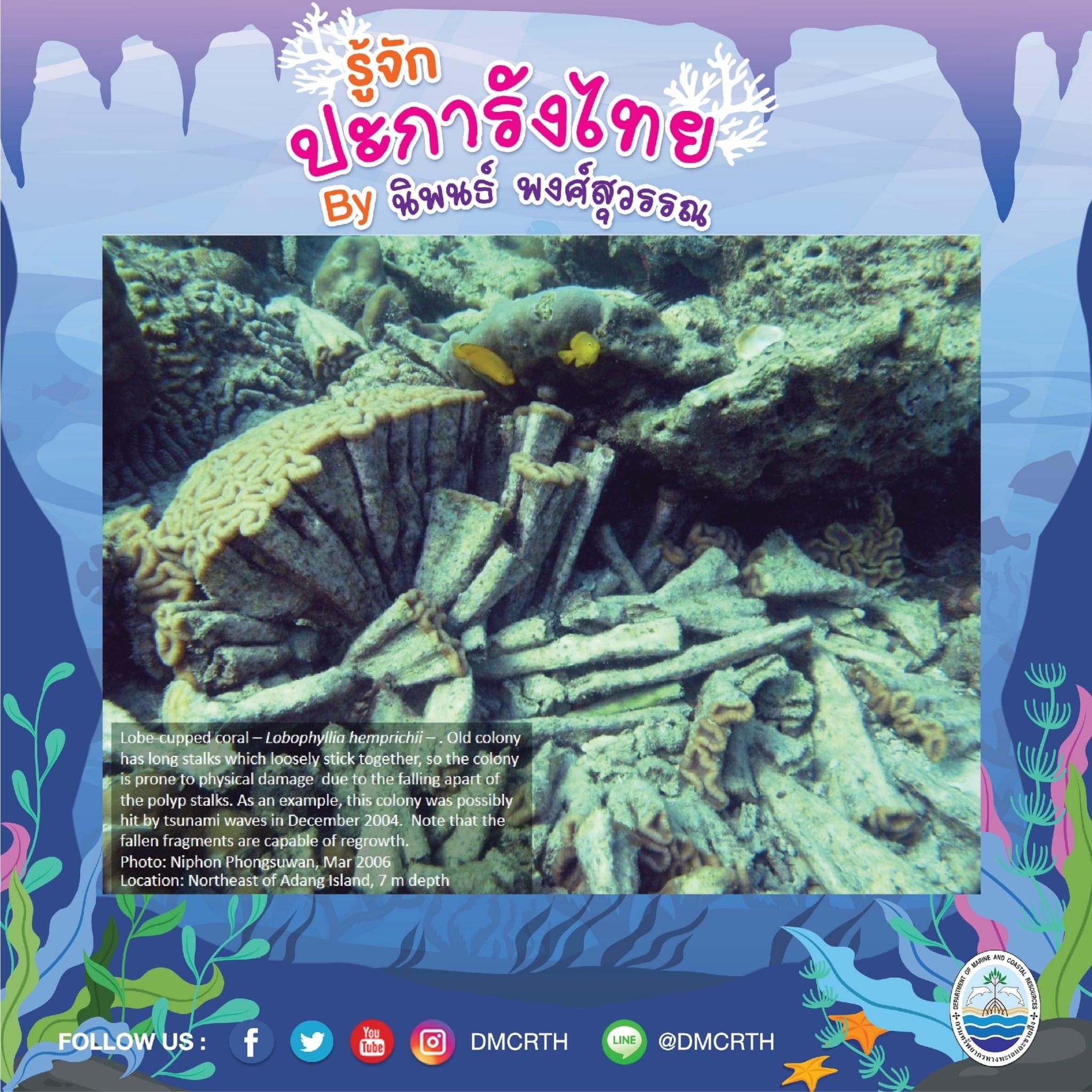 พาท่องโลกใต้ทะเล ทำความรู้จักปะการังวันละตัว #๒