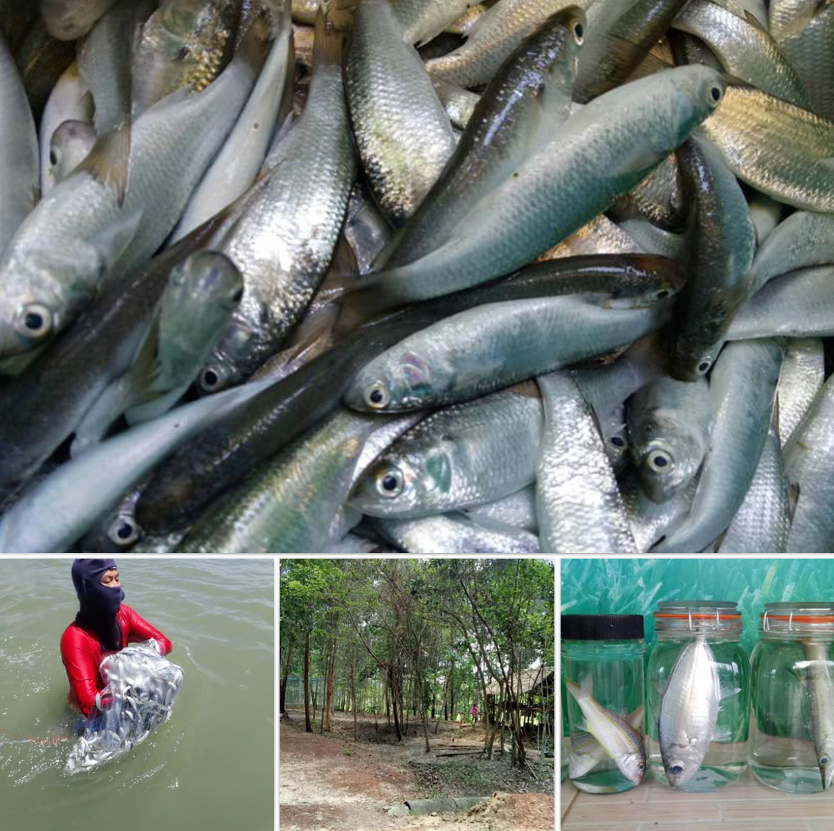 เก็บข้อมูลพืชและสัตว์น้ำ ทะเลหลังสวน