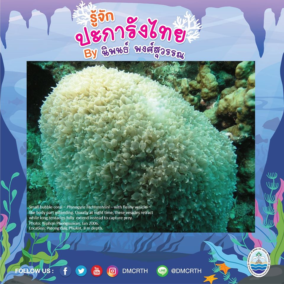 พาท่องโลกใต้ทะเล ทำความรู้จักปะการังวันละตัว #๓๑
