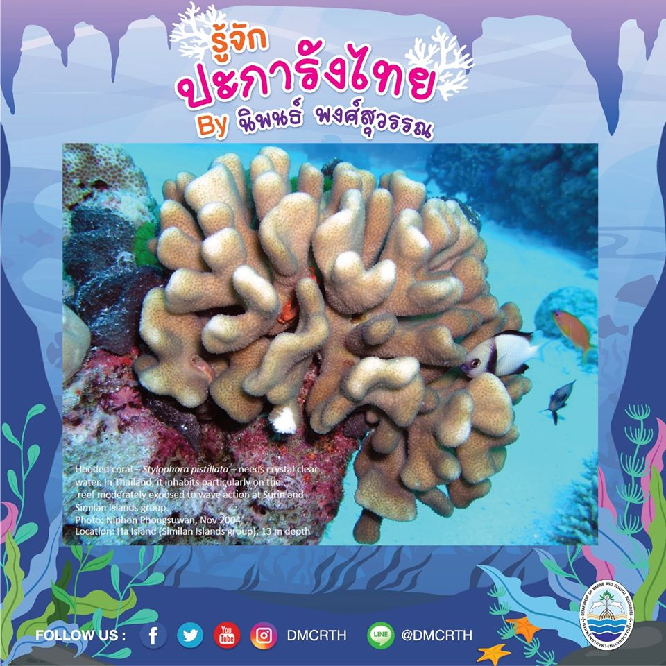 พาท่องโลกใต้ทะเล ทำความรู้จักปะการังวันละตัว #๓๒