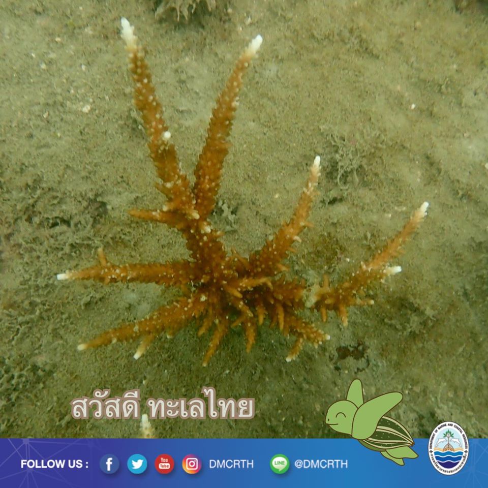 สวัสดี พี่น้องเครือข่ายอนุรักษ์ทะเลไทย