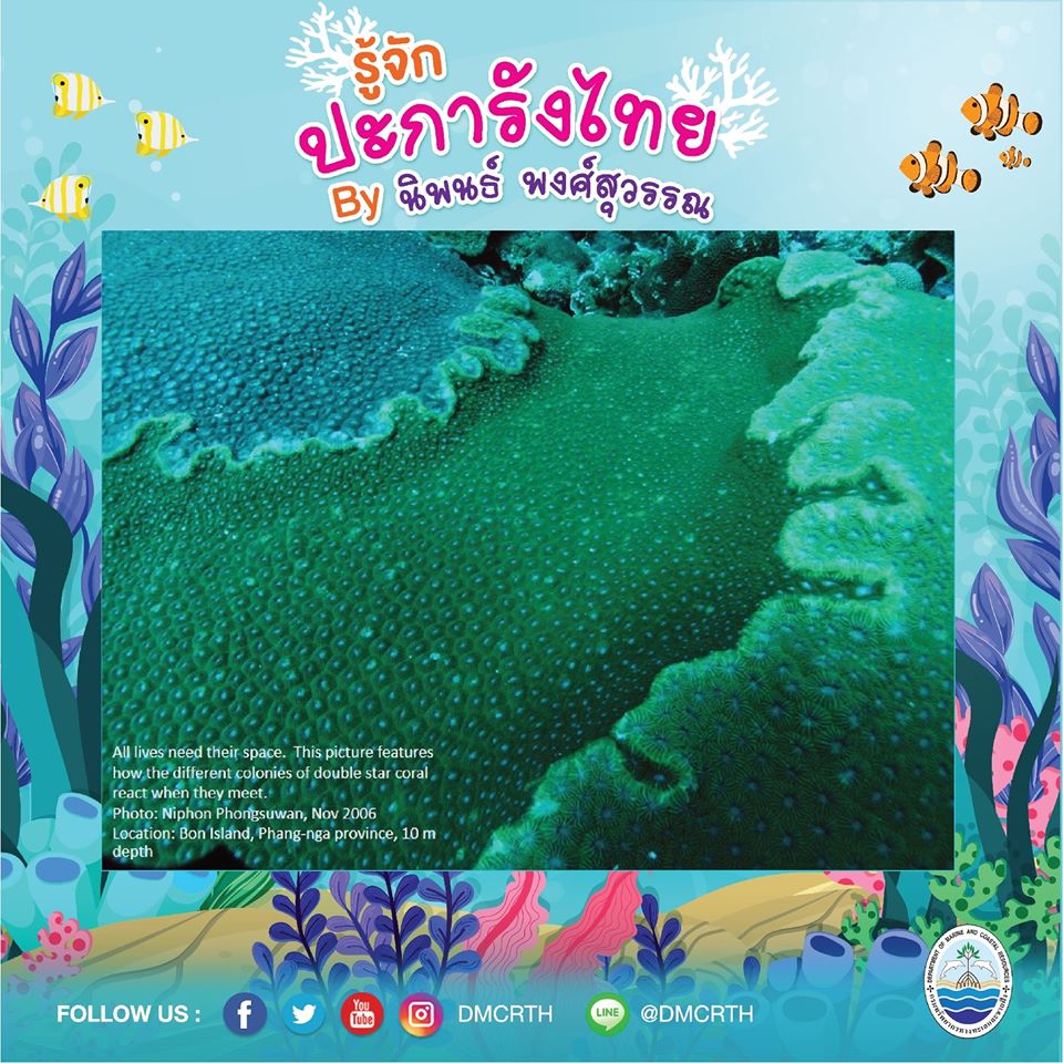 พาท่องโลกใต้ทะเล ทำความรู้จักปะการังวันละตัว #๖๓