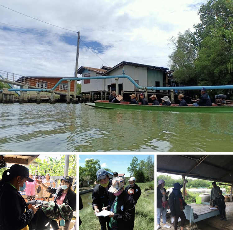 สำรวจเสริมพื้นที่ป่าชายเลนบางขุนเทียน สู้ภัยโควิด