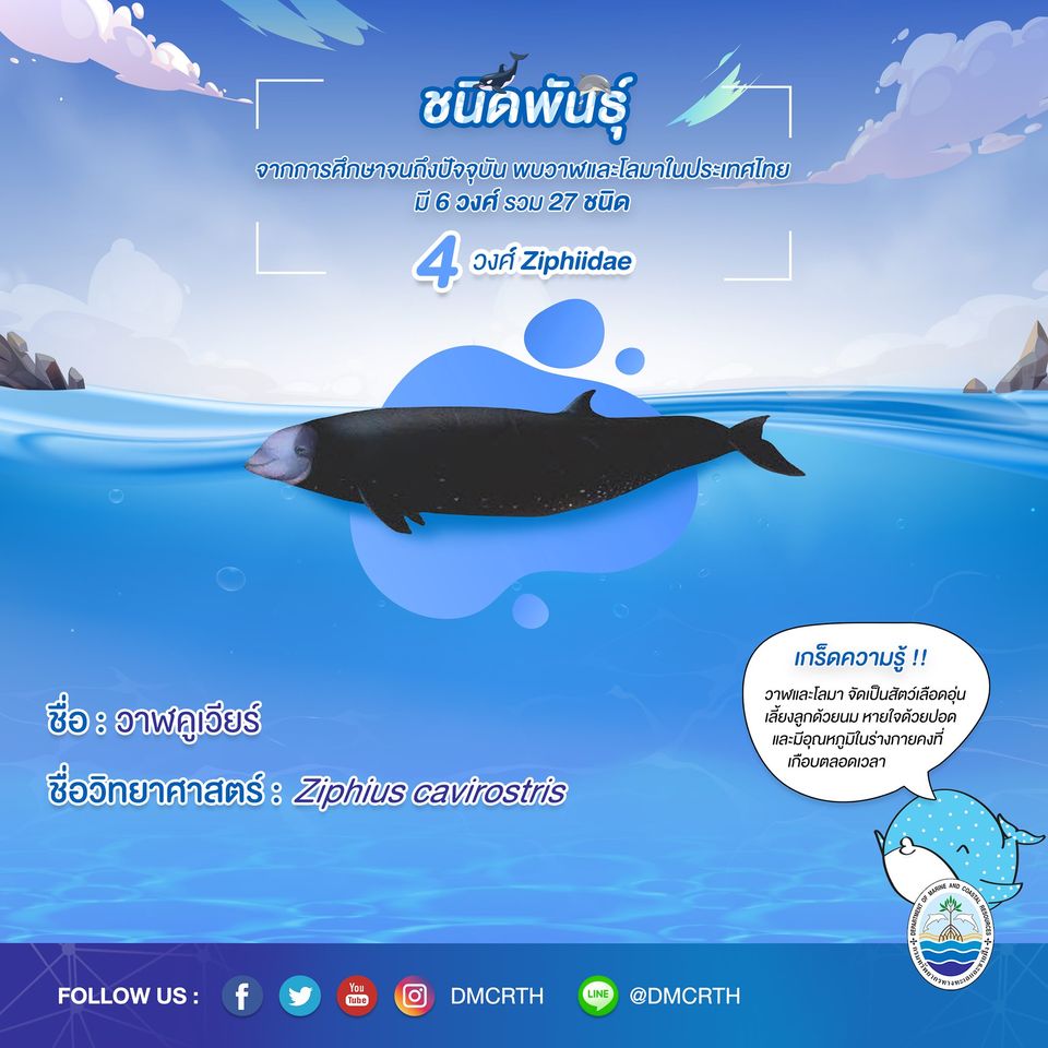 รู้จักเรา รู้จักวาฬ/โลมา วันละชนิด #๑๑ วาฬคูเวียร์