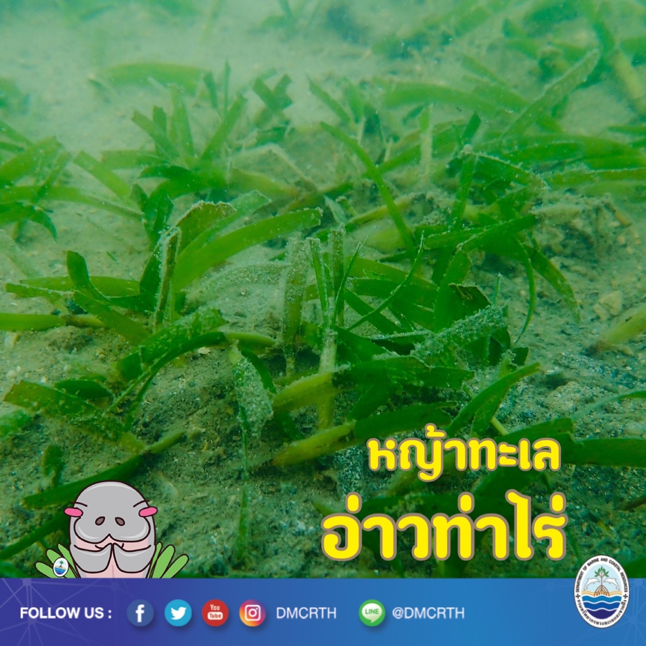 สวัสดี พี่น้องเครือข่ายอนุรักษ์ทะเลไทย