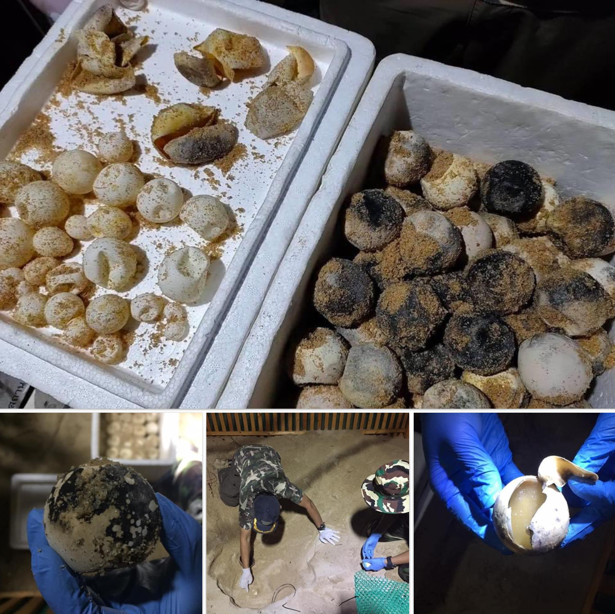 ไข่เต่ามะเฟืองหลุมสุดท้าย หาดไม้ขาวฝ่อยกรังไม่พบลูกเต่า