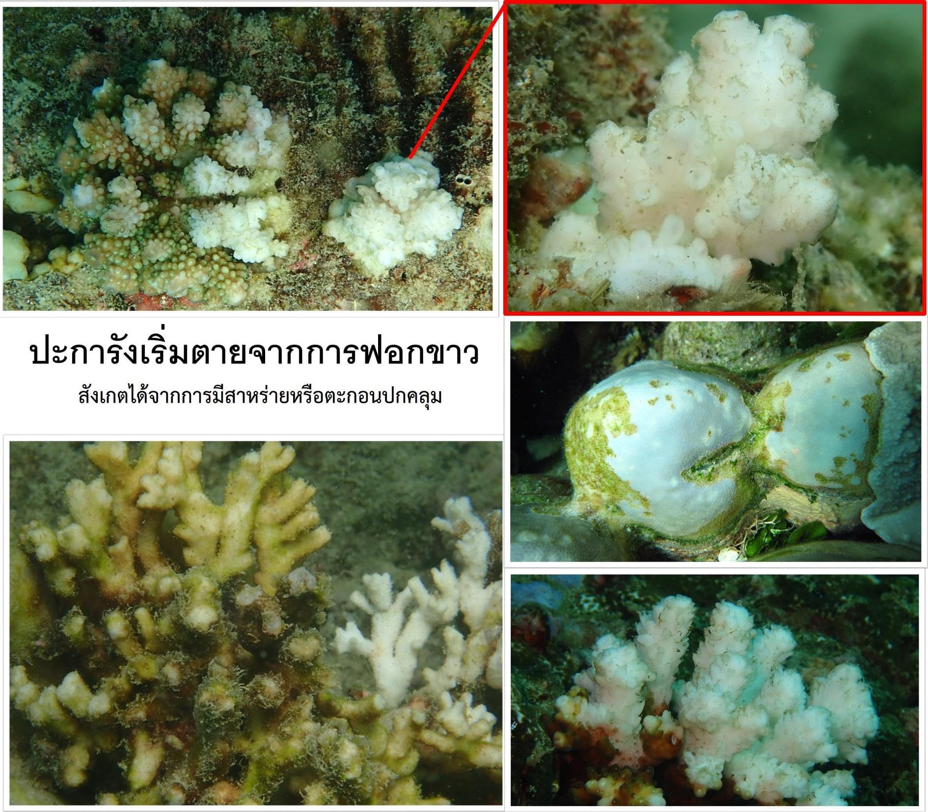 ถ้าปะการังฟอกขาวมากมาก ก็จะตายมีสาหร่ายคลุมร่าง