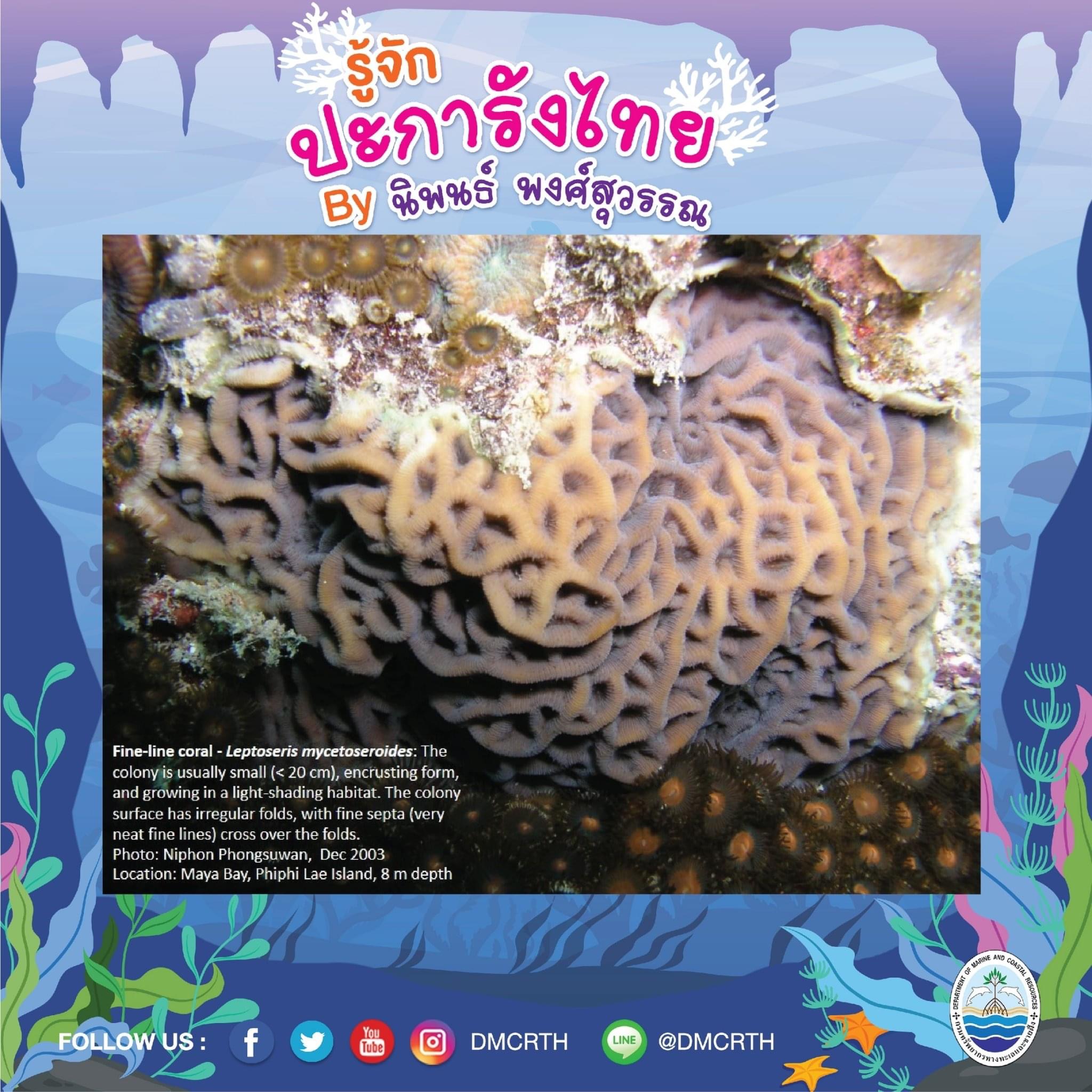 พาท่องโลกใต้ทะเล ทำความรู้จักปะการังวันละตัว #๓