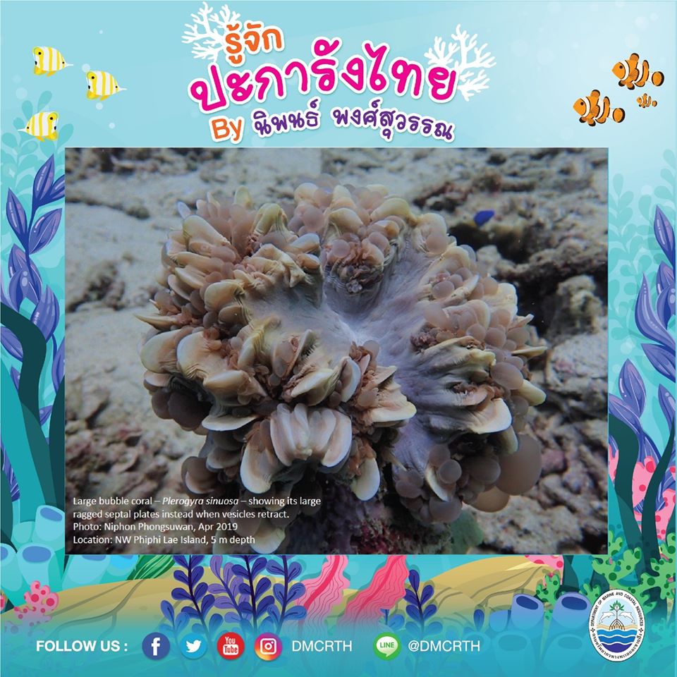 พาท่องโลกใต้ทะเล ทำความรู้จักปะการังวันละตัว #๓๓