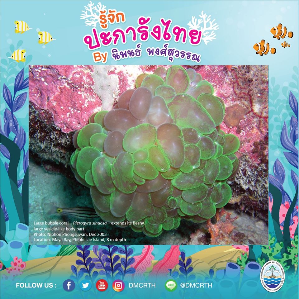 พาท่องโลกใต้ทะเล ทำความรู้จักปะการังวันละตัว #๓๔
