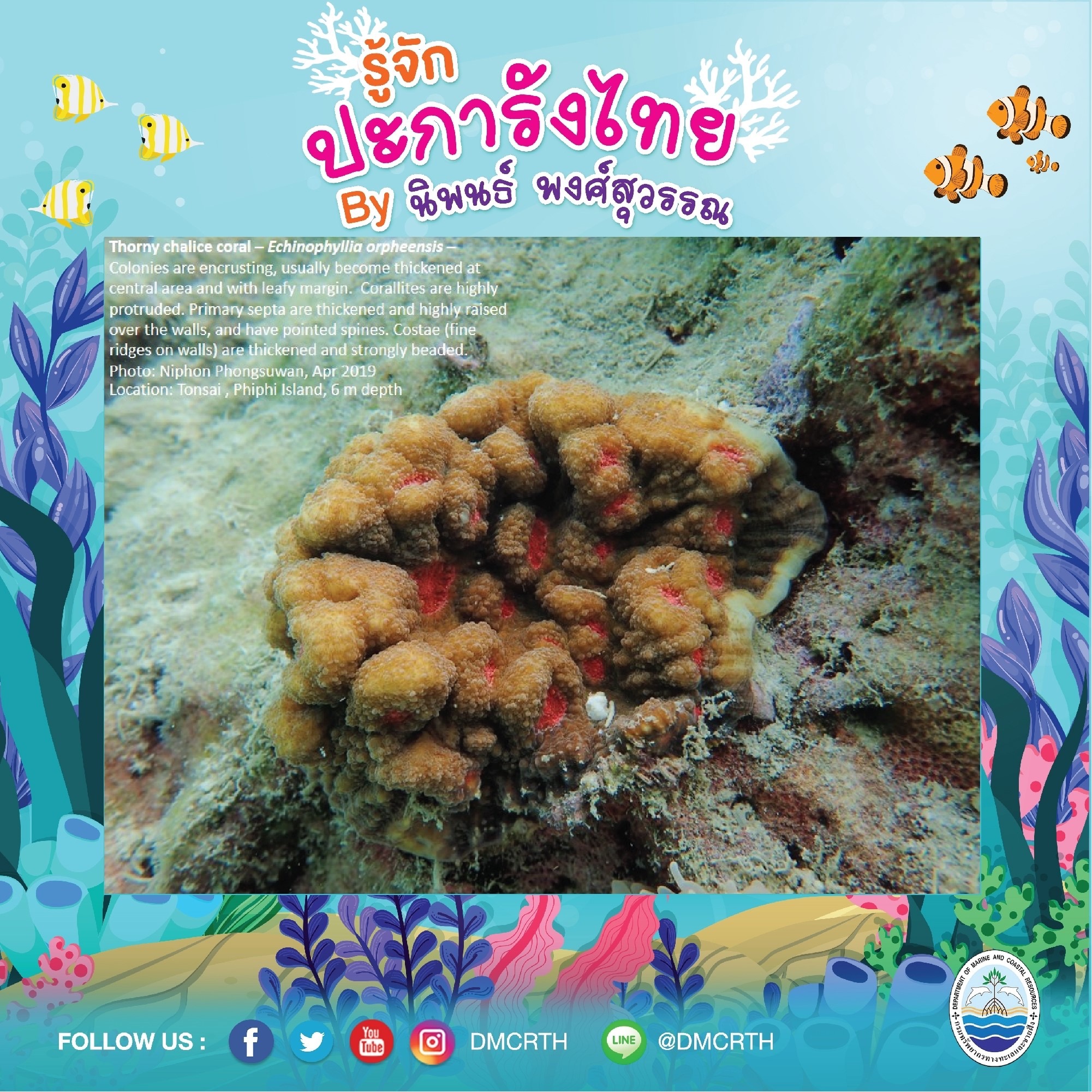 พาท่องโลกใต้ทะเล ทำความรู้จักปะการังวันละตัว #๙๔