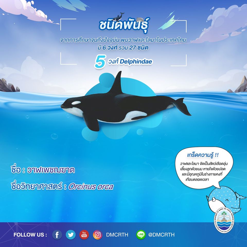 รู้จักเรา รู้จักวาฬ/โลมา วันละชนิด #๑๒ วาฬเพชฌฆาต
