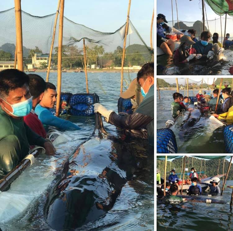 วาฬเพชรฆาตดำเกาะเตียบ อาการโดยรวมยังอ่อนแรง