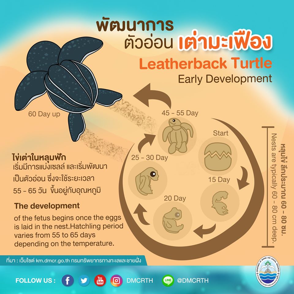 เรารักเต่ามะเฟือง ตอนที่ ๑ : พัฒนาการของเต่ามะเฟือง