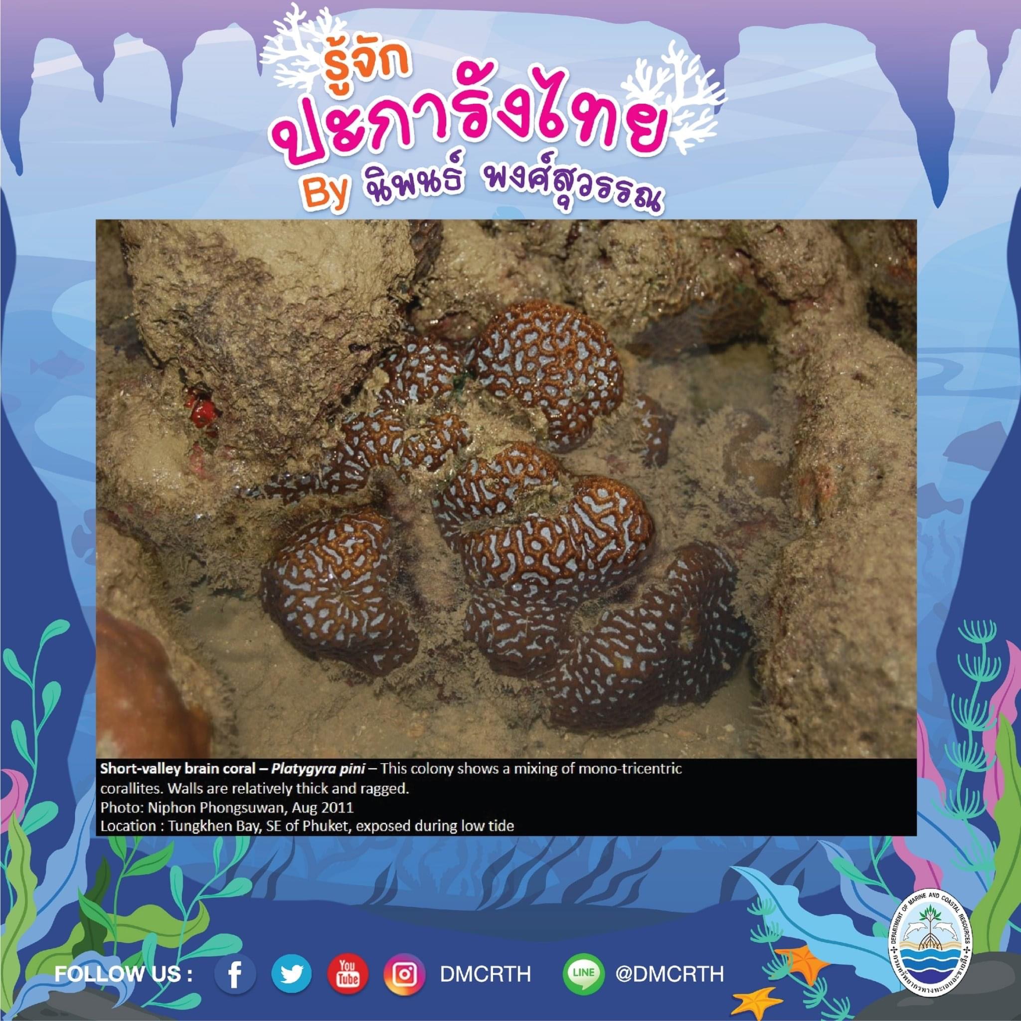 พาท่องโลกใต้ทะเล ทำความรู้จักปะการังวันละตัว #๔