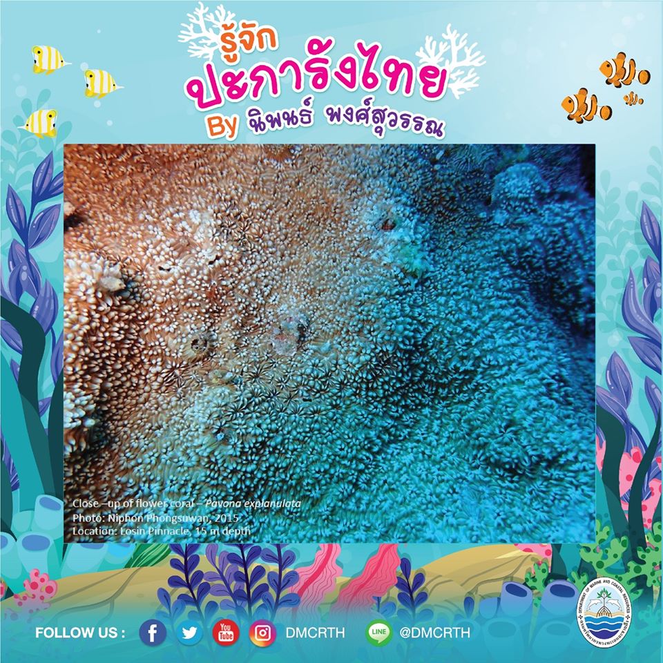พาท่องโลกใต้ทะเล ทำความรู้จักปะการังวันละตัว #๓๕