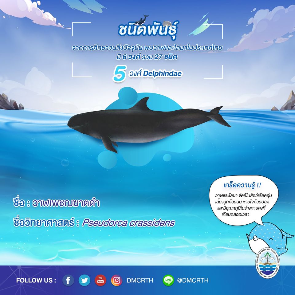 รู้จักเรา รู้จักวาฬ/โลมา วันละชนิด #๑๓ วาฬเพชฌฆาตดำ