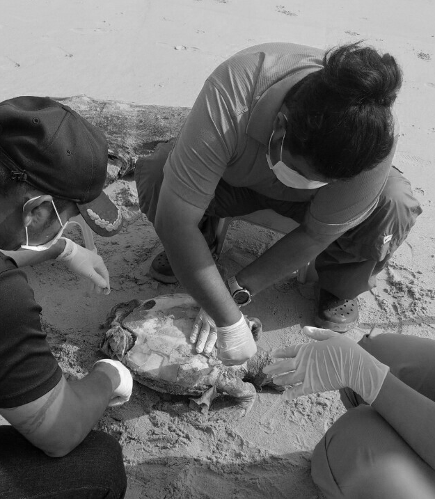 พบซากเต่าตนุ เกยหาดเทศบาลสงขลา