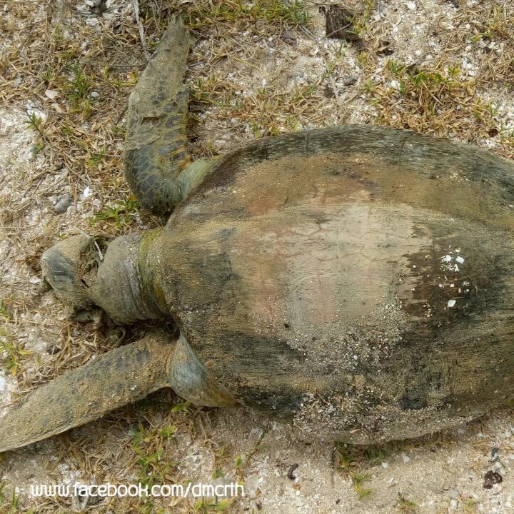พบเต่าตนุ เกยหาดคลองแดน