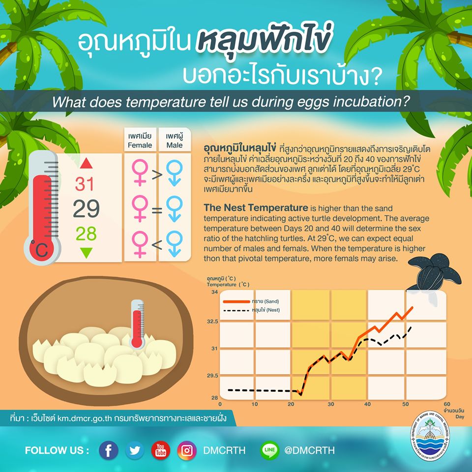 เรารักเต่ามะเฟือง ตอนที่ ๒ : การเติบโตภายในหลุมฟักไข่เต่ามะเฟือง
