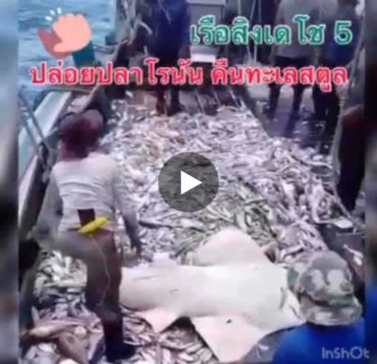 ขอบคุณเรือสิงเดโช ๕ ช่วยอนุรักษ์ปลาโรนัน