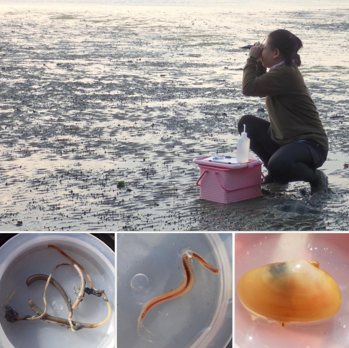 สำรวจความหลากหลายชีวภาพชายหาดรอบเกาะภูเก็ต