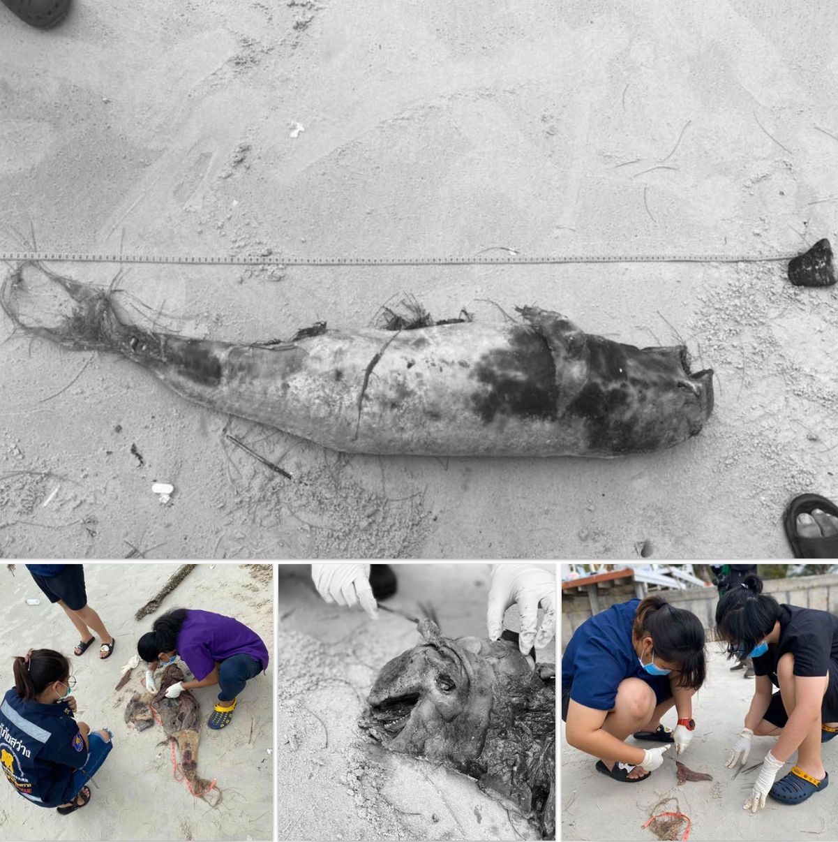 สุดสงสาร โลมาน้อยพลัดหลงแม่เกยหาดบานชื่น