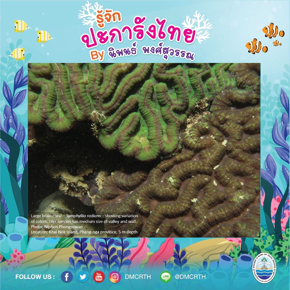 พาท่องโลกใต้ทะเล ทำความรู้จักปะการังวันละตัว #๓๖