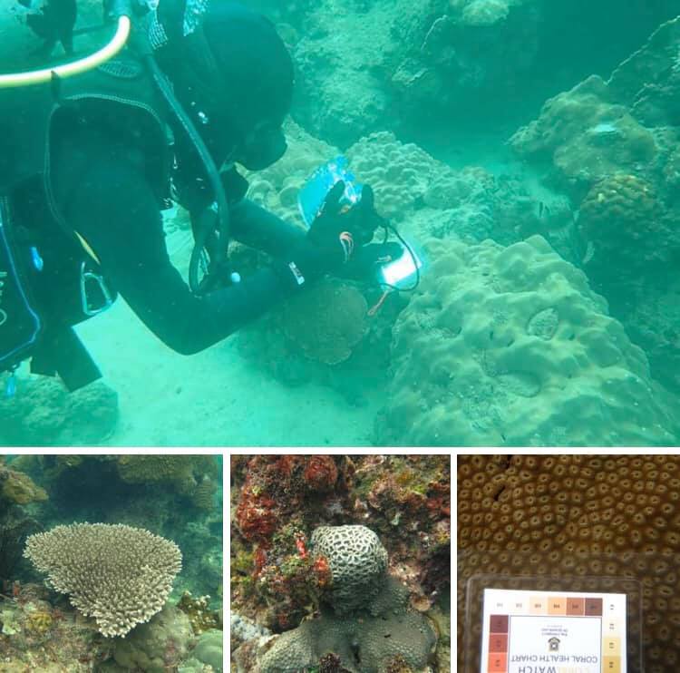 สำรวจปะการังหาดหน้าบ้านเกาะมันใน ระยอง