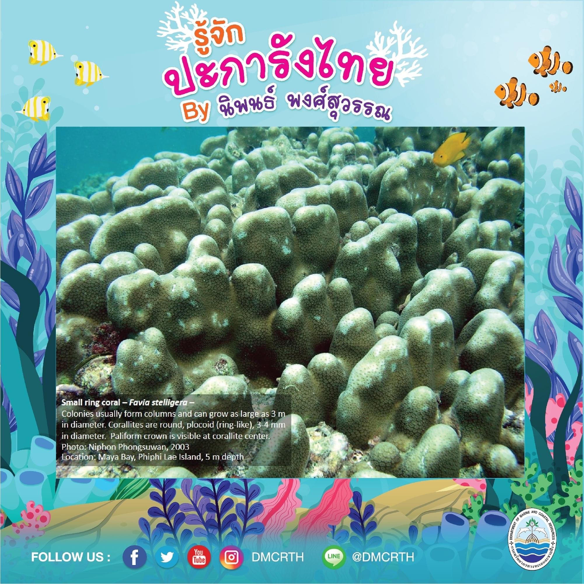 พาท่องโลกใต้ทะเล ทำความรู้จักปะการังวันละตัว #๖๖