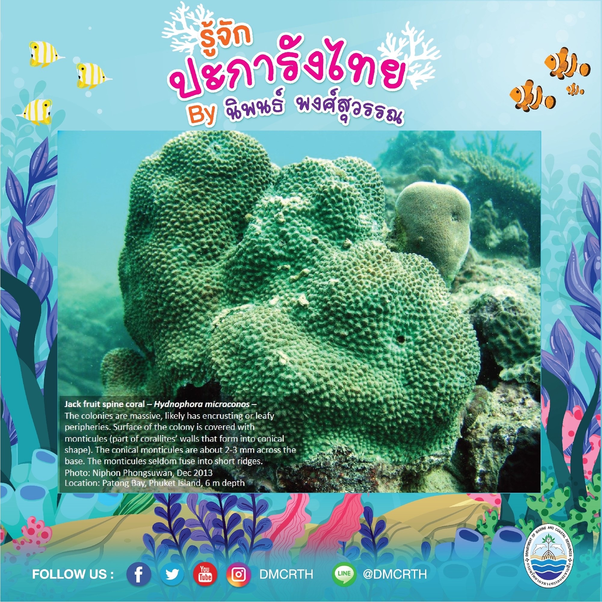 พาท่องโลกใต้ทะเล ทำความรู้จักปะการังวันละตัว #๙๖