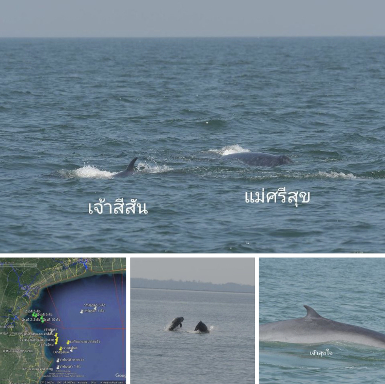ทะเลอ่าวไทยดี วาฬมี สุขภาพดีทุกวัน