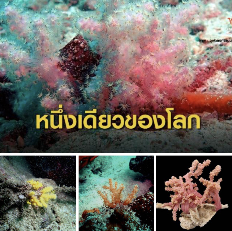พบปะการังอ่อน ๒ ชนิดใหม่ของโลก ตั้งชื่อ สิรินธรเน่-คอร์นิกีร่า