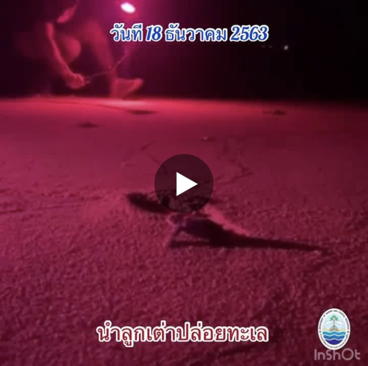 พาชมนาทีการฟักของลูกเต่ามะเฟือง รังที่๑ หาดบางขวัญ