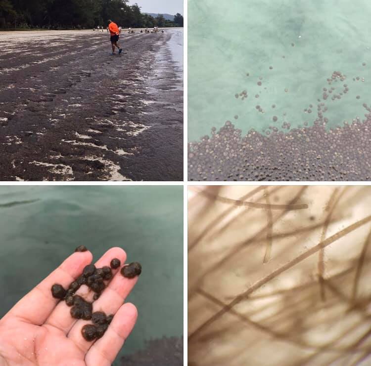 มาอีกแล้วสาหร่ายสะพรั่ง กระจายเต็มชายหาดเตยงาม ชลบุรี