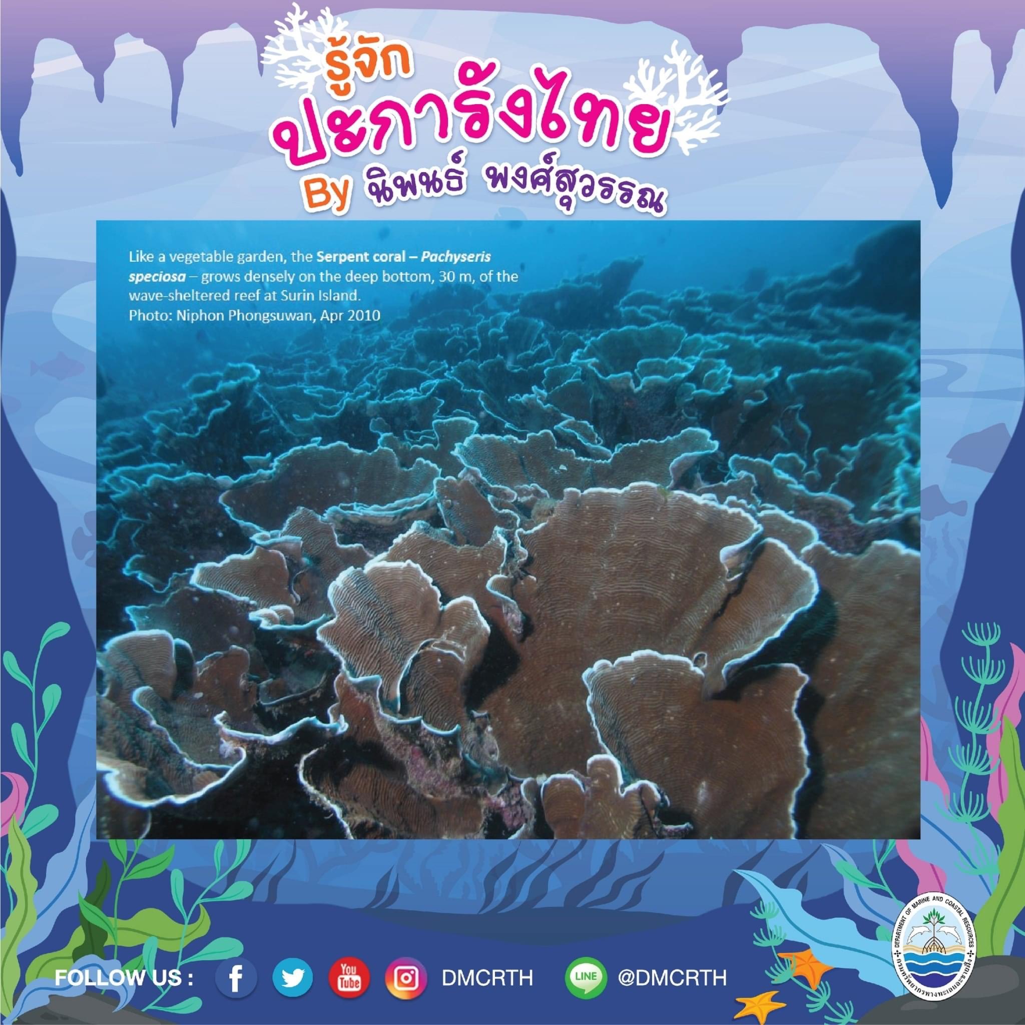 พาท่องโลกใต้ทะเล ทำความรู้จักปะการังวันละตัว #๖