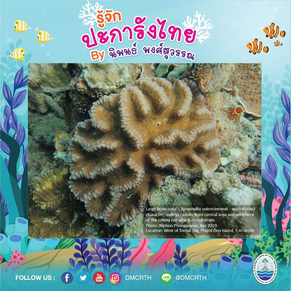 พาท่องโลกใต้ทะเล ทำความรู้จักปะการังวันละตัว #๓๗