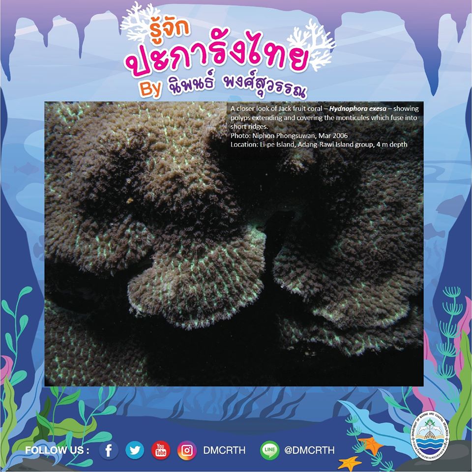 พาท่องโลกใต้ทะเล ทำความรู้จักปะการังวันละตัว #๙๗