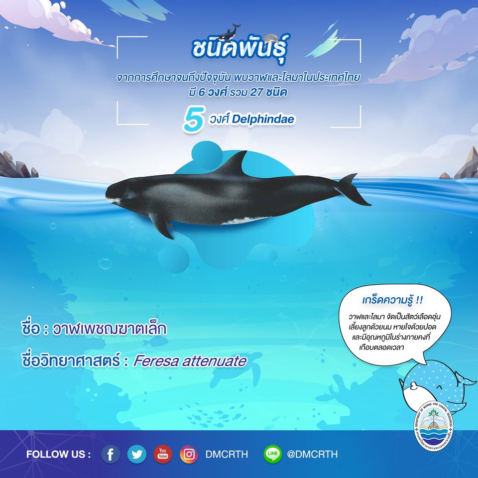 รู้จักเรา รู้จักวาฬ/โลมา วันละชนิด #๑๔ วาฬเพชฌฆาตเล็ก
