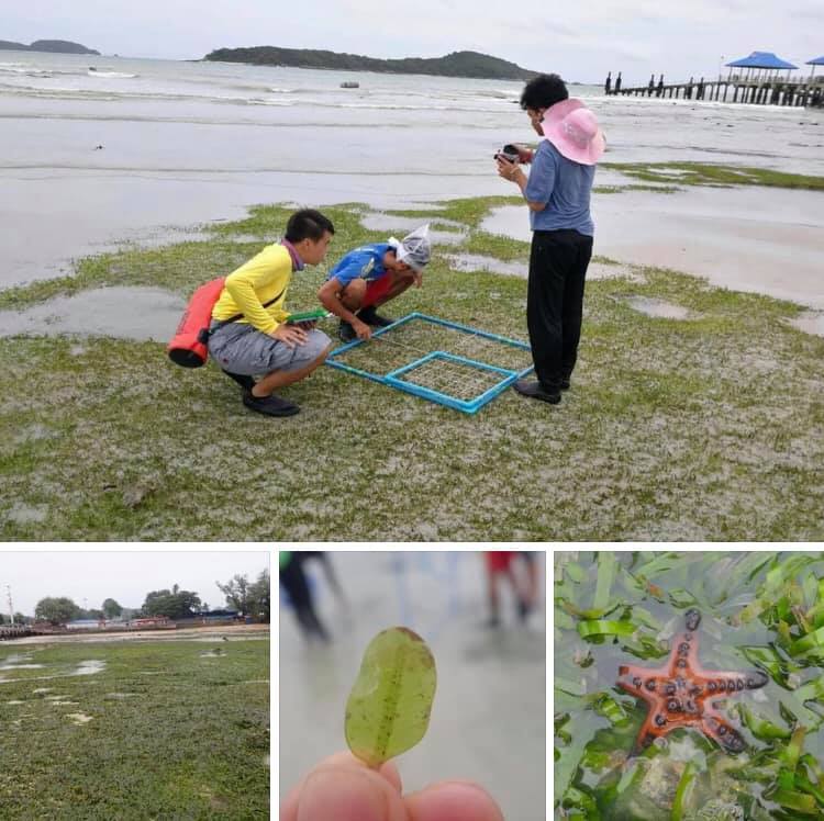 หญ้าทะเลหาดราไวย์สมบูรณ์ดี ปะการังเจริญเติบโต