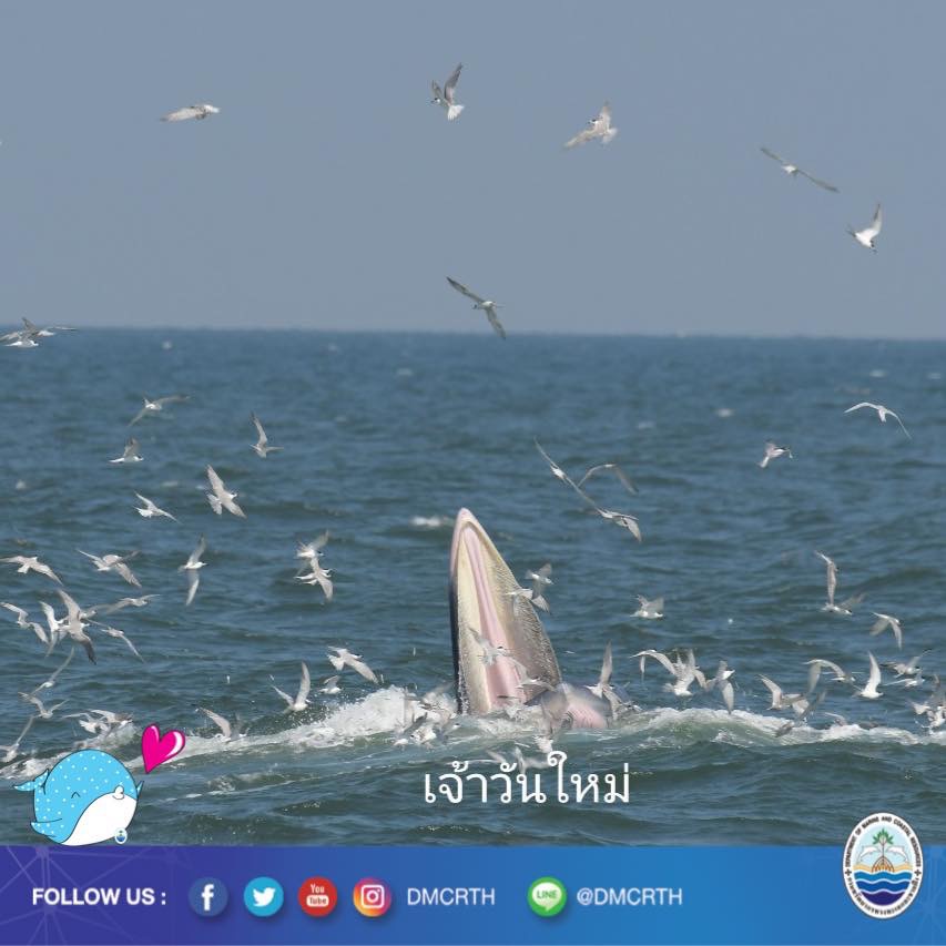 สวัสดี พี่น้องเครือข่ายอนุรักษ์ทะเลไทย