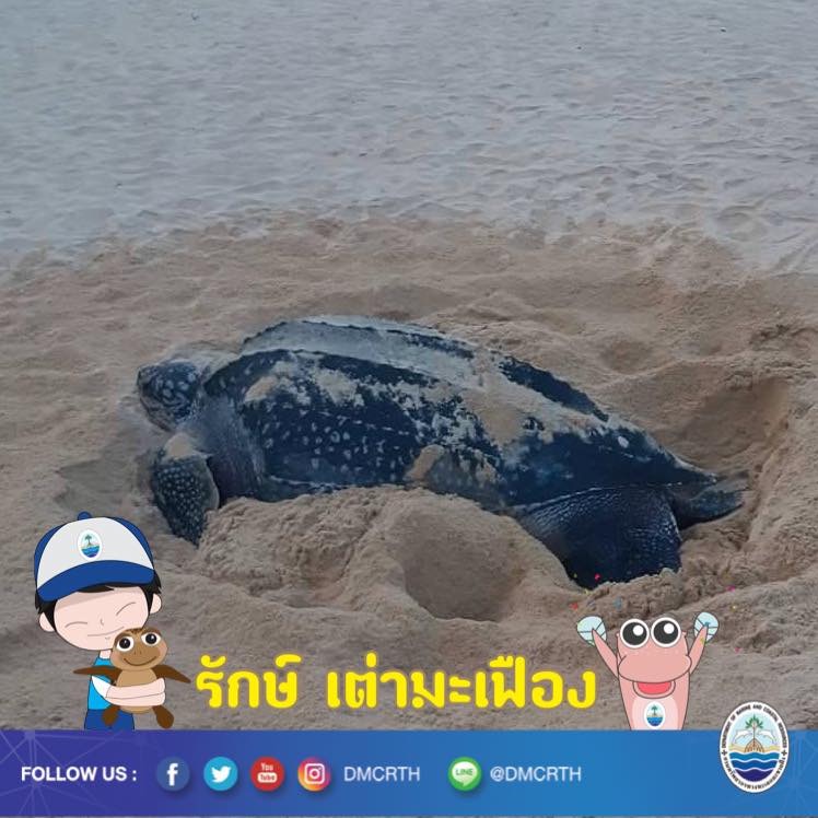 สวัสดี พี่น้องเครือข่ายอนุรักษ์ทะเลไทย