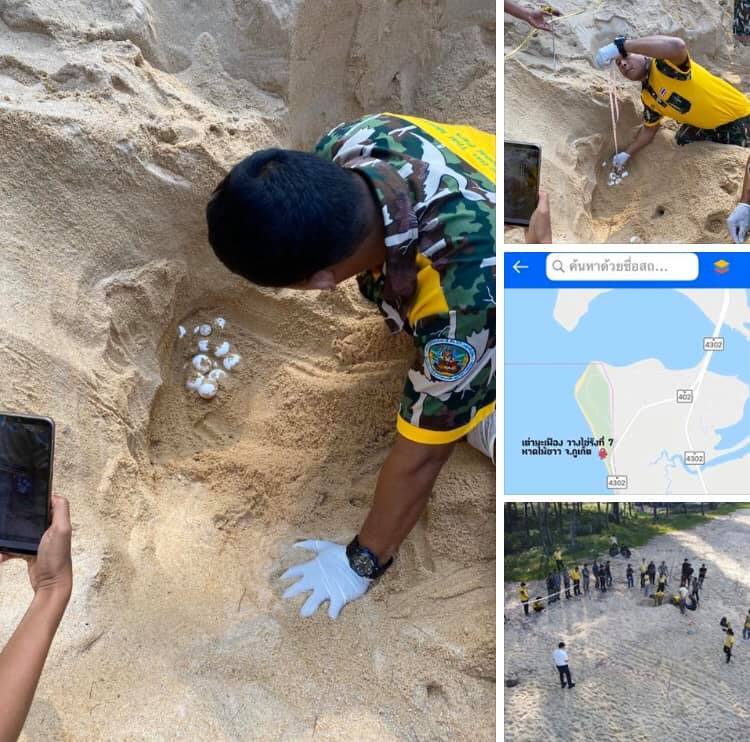 รังที่ ๗ เต่ามะเฟืองขึ้นวางไข่ หาดทรายแก้วตอนเหนือภูเก็ต