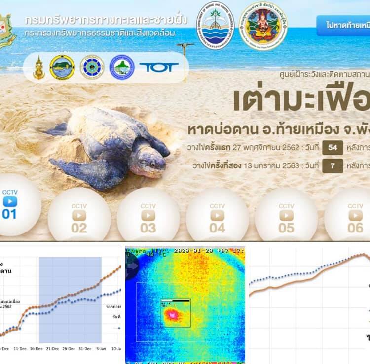 มาลุ้นต่อที่หาดบ่อดาน เตรียมพบลูกเต่าชุดใหม่สุดสัปดาห์นี้