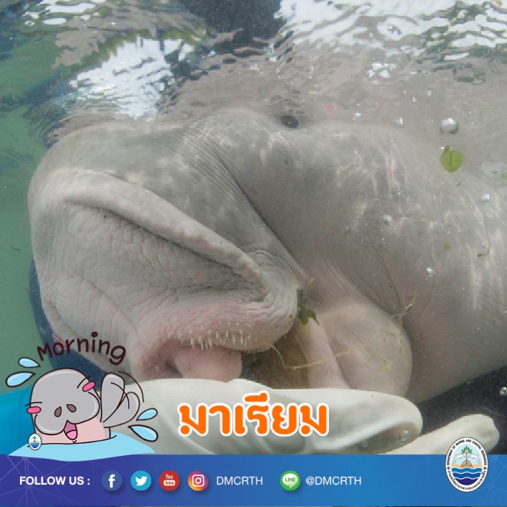 สวัสดี พี่น้องเครือข่ายอนุรักษ์ทะเลไทย