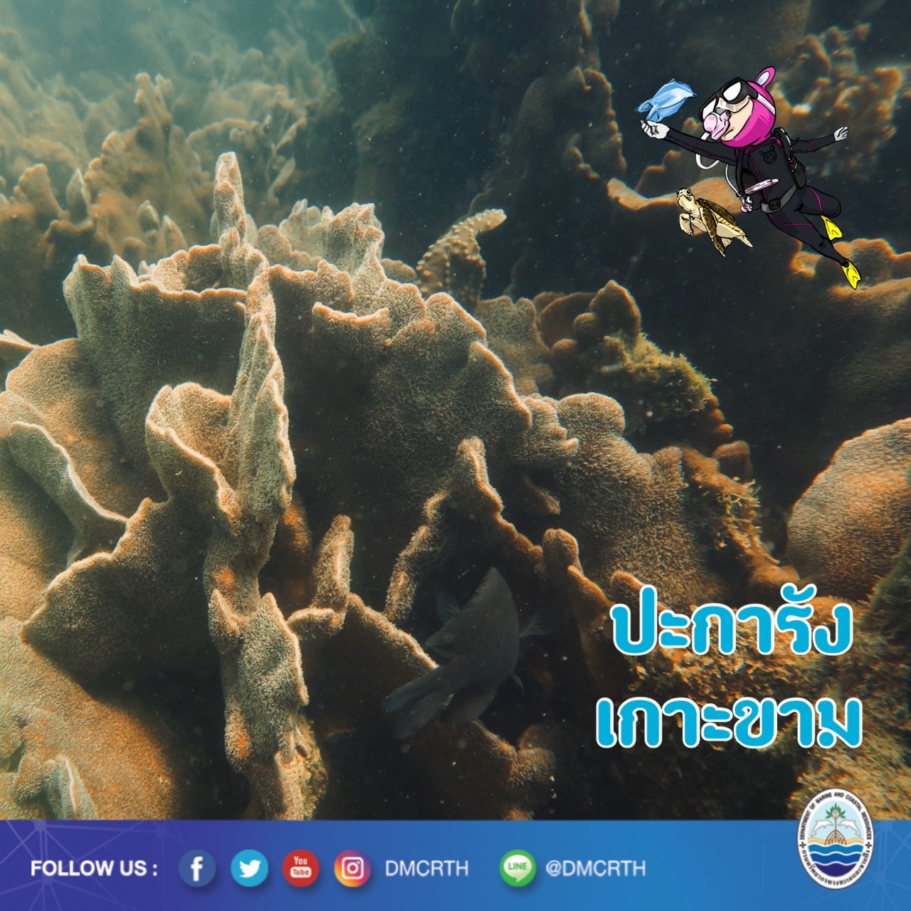 สวัสดี พี่น้องเครือข่ายอนุรักษ์ทะเลไทย