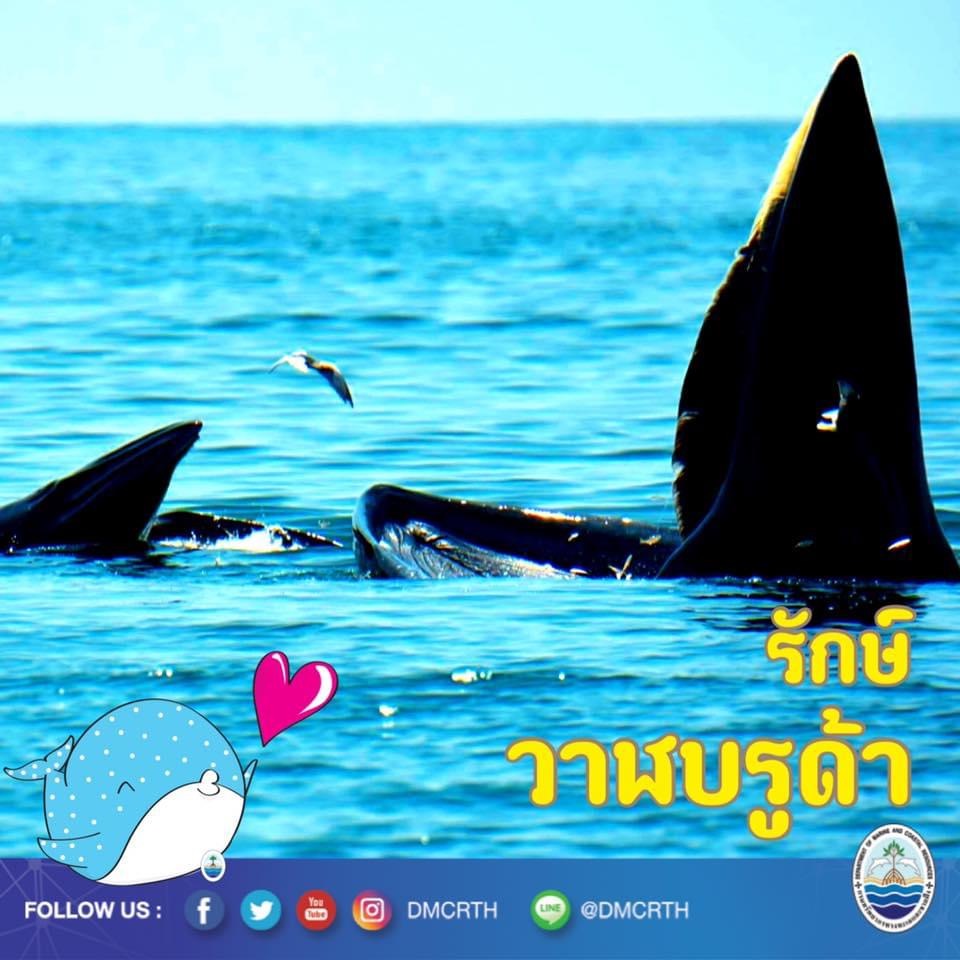 สวัสดี พี่น้องเครือข่ายอนุรักษ์ทะเลไทย