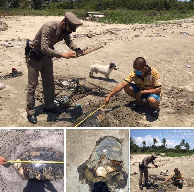 ชันสูตรซากเต่าตนุ พบตายริมหาดแหลมสิงห์